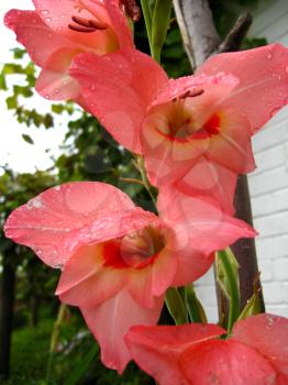 a beautiful and bright flower of red gladiolus