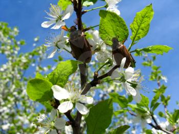 Chafers climbing on blossoming plum on the blue sky background