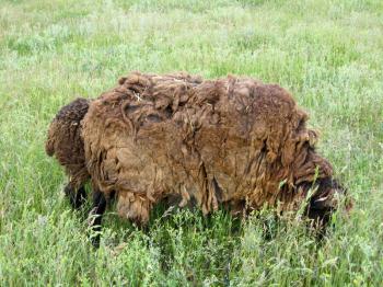 the image of sheeps grazing on a grass