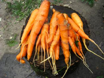 The image of a lot of carrots