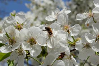 branch of the blossoming cherry in the spring