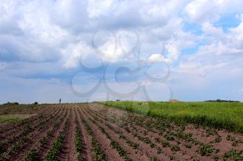 Kitchen garden with a bed of a growing potato