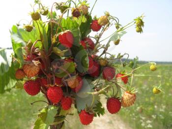 Beautiful wild strawberry found in the forest in summer