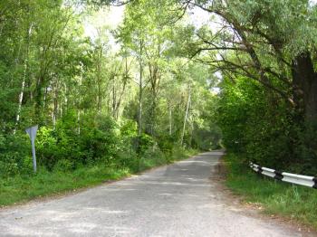 image of asphalted road in the forest