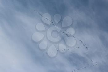 background with beautiful blue sky birds in flight