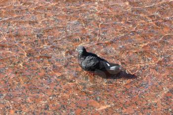 The image of pigeon washing in the water