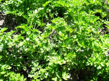 image of young green plant of parsley