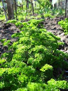 image of young green plant of parsley