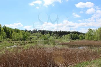 beautiful summer landscape with picturesque lake in the forest