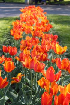 image of orange tulips on the flower-bed