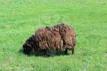 the image of sheep grazing on a grass