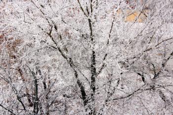 fabulous hoarfrost pasted all over with branches of trees
