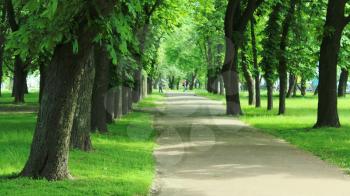 Beautiful city park with pathes and green trees  
