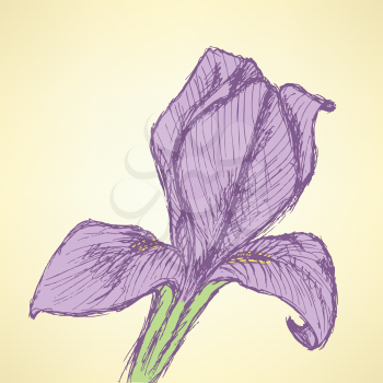 Sketch iris, vector vintage background eps 10