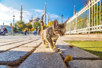 Cat  in Istanbul, Turkey in a beautiful summer day