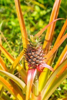 Pineapple farm in Thailand in a beautiful summer day