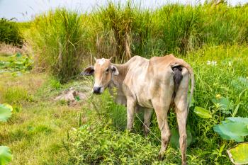 Asian cow at Lotus farm near Siem Reap, Cambodia in a summer day
