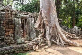 Banyan tree roots in Banteay Kdei temple is Khmer ancient temple in complex Angkor Wat in Siem Reap, Cambodia