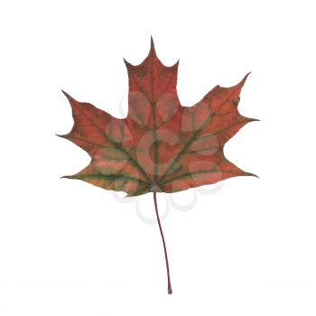 colorful illustration with autumn leaf on  a white background