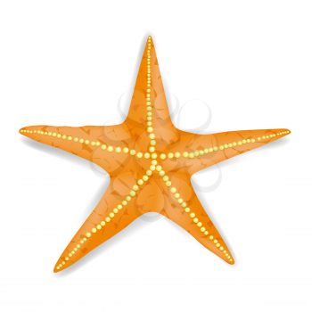 Single Realistic Starfish Isolated on White Background.