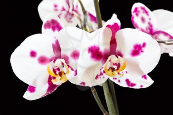 Photo of white orchid on black background