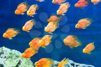 Photo of red parrot cichlid in blue water