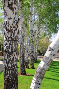 Summer image of white birch trees