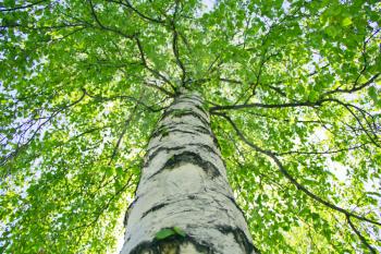 Summer photo with foliage of birch trees