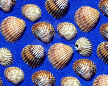 Image of seashells on the blue towel