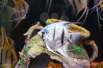 Triangle shaped gray scalare on background of an amphora swimming in aquarium