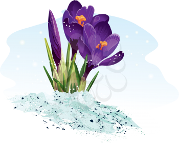 Royalty Free Clipart Image of a Crocus