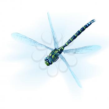 Illustration sad dragonfly