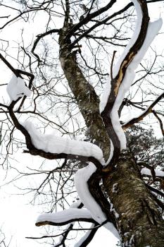 snow on branches of birch
