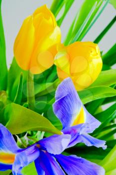 bunch of blue iris and yellow tulips closeup