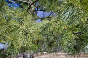 green needles of pine in winter