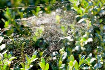 cobweb on boxtree in autumn morning