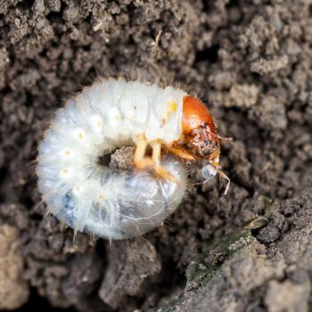 white grub of cockchafer eats ant