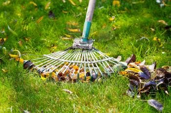 cleaning green lawn from fallen leaves by rake