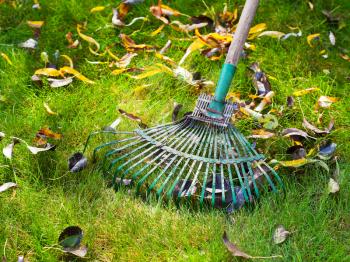 cleaning green lawn by rake in autumn