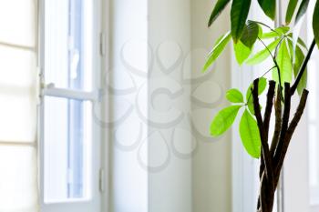 white window and green leaves of houseplant in white flat