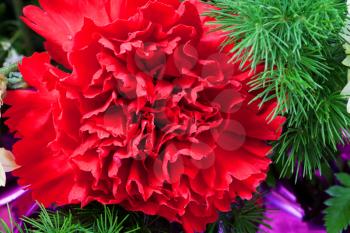fresh red dianthus flower head close up