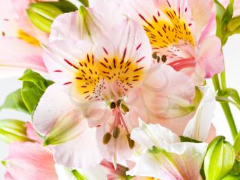 pink fresh alstroemeria flower head of close up