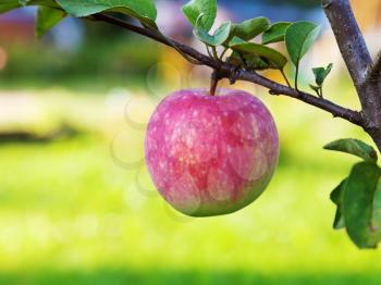 ripe pink apple on tree in garden in summer