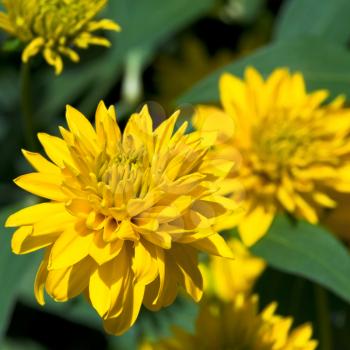 yellow flowers head of rudbeckia laciniata close up