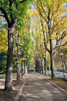 alley with autumn trees in Parco della Montagnola, Bologna, Italy