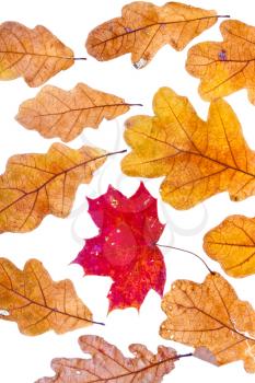 one red dried autumn maple leaf surrounded by oak leaves isolated on white background