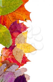 one side frame from pied autumn leaves isolated on white background