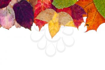 one side frame from multicolored autumn leaves isolated on white background