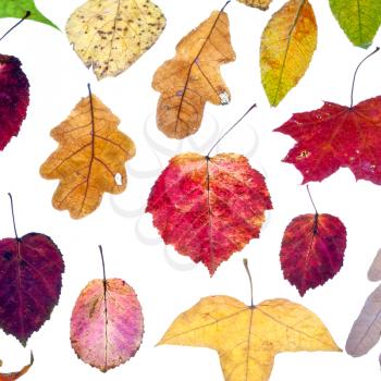 leaf fall from multicolored autumn leaves isolated on white background