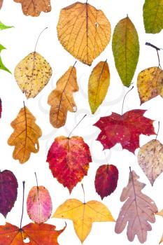 loose autumn leaves isolated on white background